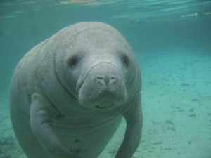 Manatee - a word that is uncomfortably similar to "mentee"  •  Credit: Nicolas Larento